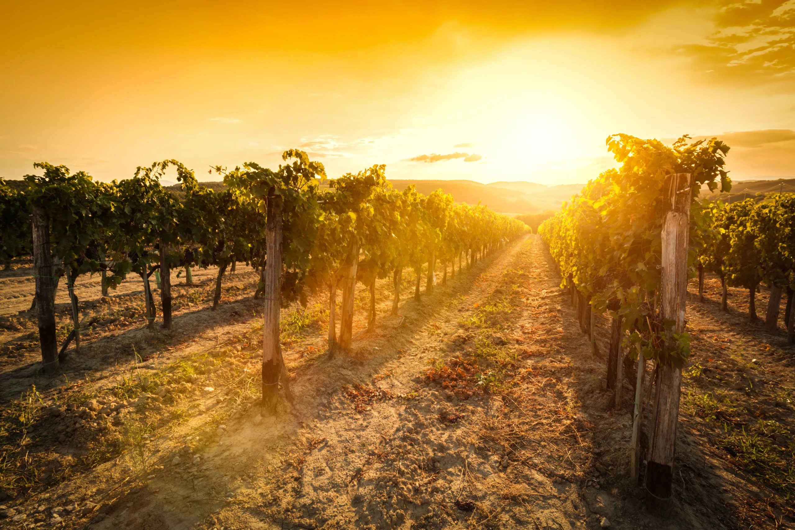Vinhedos Volpara ao amanhecer — Vale dos Vinhedos · Serra Gaúcha