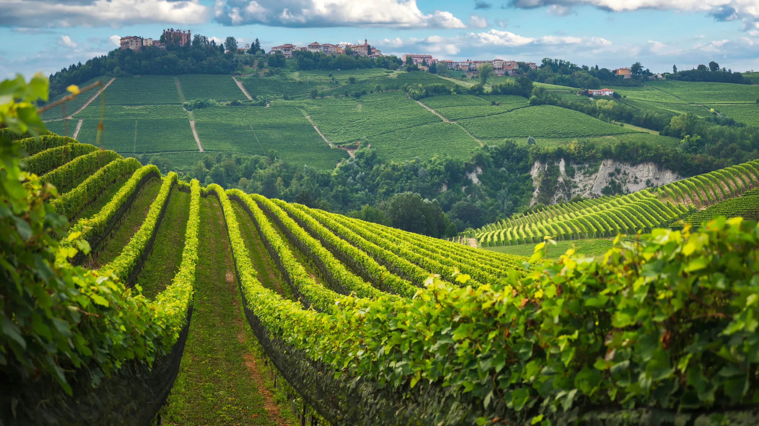 Vigneti delle Langhe